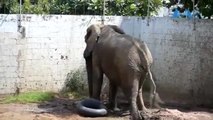 Exitosa operación a elefante africano en zoológico del norte de Colombia