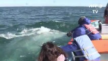 Ballena gris mexicana amenazada por cambio climático