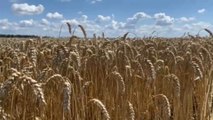 Bucarest pide a Kiev medidas para limitar las salidas de grano hacia Rumanía