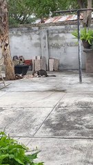 Cat's Meal Interrupted by a Feisty Feathered Foe