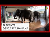 Elefante aprende a descascar banana como humanos