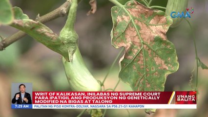 Writ of Kalikasan, inilabas ng Supreme Court para ipatigil ang produksyon ng gentically modified na bigas at talong | UB