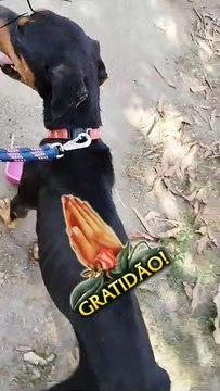 Maus-tratos: cão desnutrido é resgatado e homem é levado à delegacia