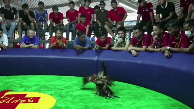 Qhubo-a154d065-dc0b-4713-a64e-4a58af3b0b0b-hd-web.mp4