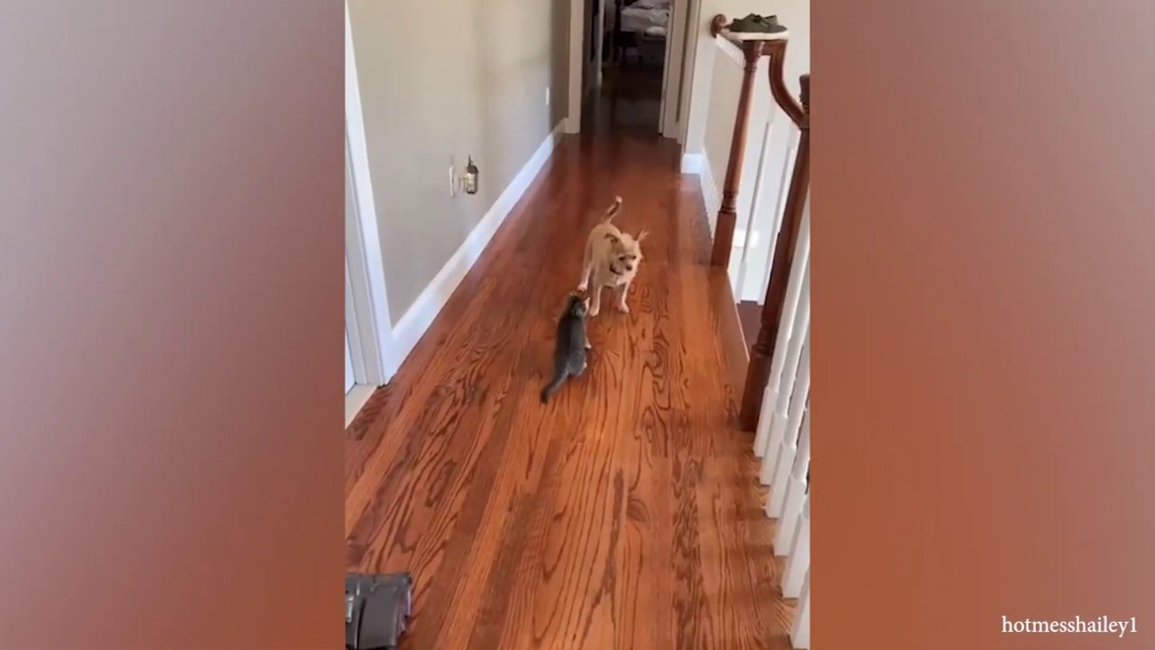 Don't trying to mess with these dog -  Funny Dog Reaction