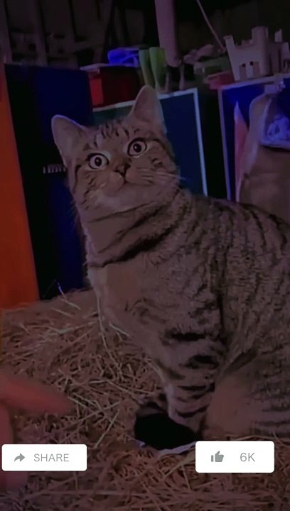 How do cats watch the dog, follow #shorts #reels #youtubeshorts #dog #cat #shorts #reels #funny