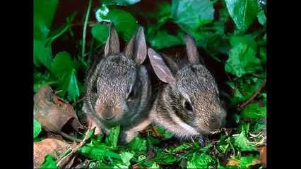 Funny Farm Animals Compilation   Funny Animal Fail Compilation   August 2015 (7)