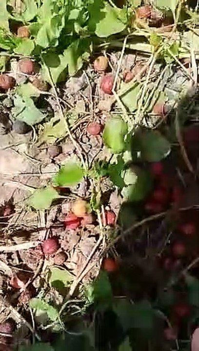 kisan#weet shortvideo