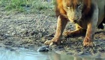 Forest animals drinking water 