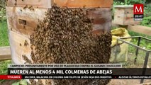 En Campeche, apicultores se enfrentan a un ecocidio de abejas