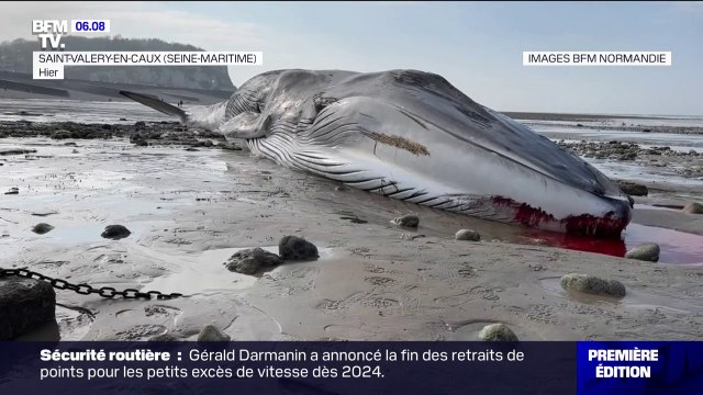 Seine-Maritime: une baleine échouée retrouvée morte sur la plage de Saint-Valery-en-Caux