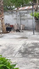 Cat's Meal Interrupted by a Feisty Feathered Foe