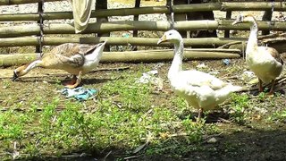 Lazy Summer Day: The Ducks and Geese Rest in the Sun