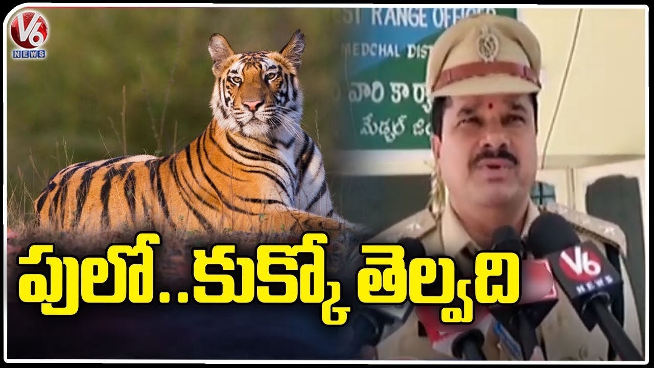 Forest Range Officer Condemns Tiger Wandering News | Medchal District | V6 News