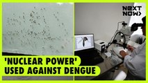 'Nuclear power' used against dengue | Next Now