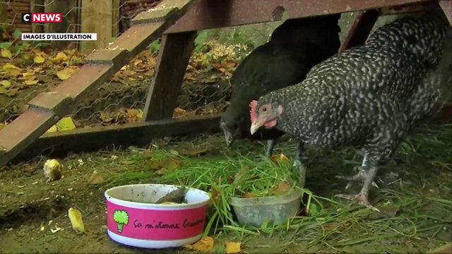 Île-de-France : l’ARS conseille de ne plus manger les œufs de poules domestiques