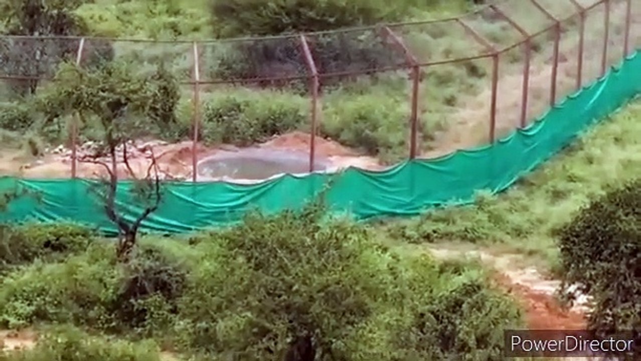 उस्ताद की राह पर बाघ टी-104 कहीं पूरी उम्र ना निकल जाए एनक्लोजर में