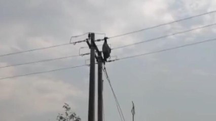 नर्मदापुरम: राष्ट्रीय पक्षी मोर की करंट लगने से हुई मौत,वन मंडल ने किया अंतिम संस्कार