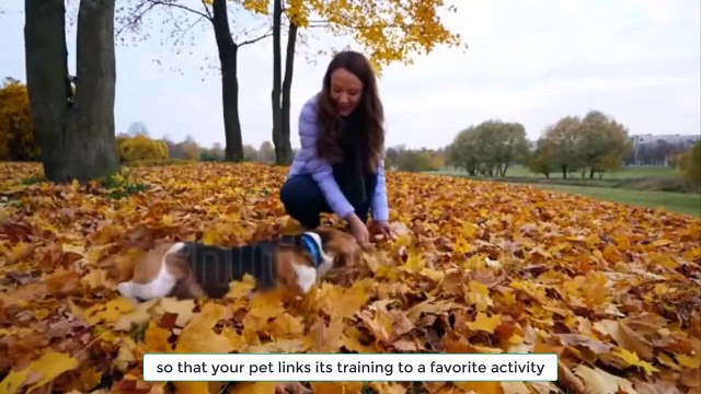 Teach Your Dog at Home these 5 Easy Tricks #dogs training