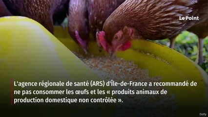 Île-de-France : l’ARS déconseille de manger les œufs des poulaillers domestiques