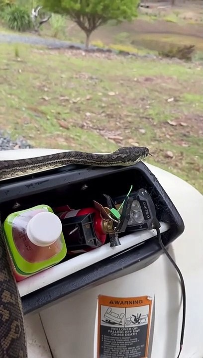 Cobra em trator