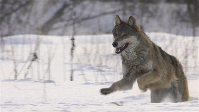Reiterin und Pferd wohl von Wolf attackiert