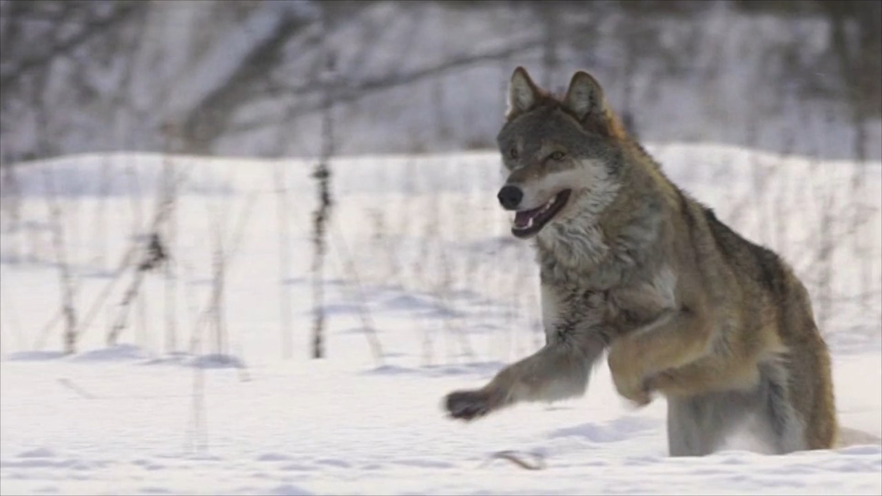 Reiterin und pferd wohl von wolf attackiert