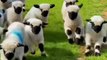 Animals Funny Moments |Funny Goats | Cute Pets | Funny Animals #animals #pets #goat #goats #goatfarm