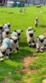 Animals Funny Moments |Funny Goats | Cute Pets | Funny Animals #animals #pets #goat #goats #goatfarm
