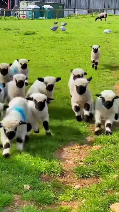 Animals Funny Moments |Funny Goats | Cute Pets | Funny Animals #animals #pets #goat #goats #goatfarm