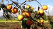 Japan Dried Persimmon Processing - Amazing Asia Agriculture Fruit Harvesting