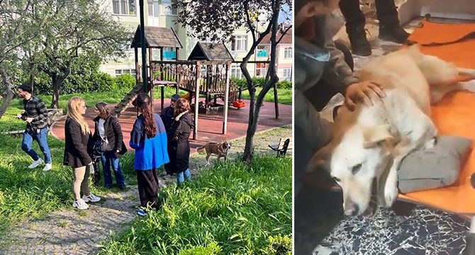 Üsküdar’da sokak köpeğine silahlı saldırı