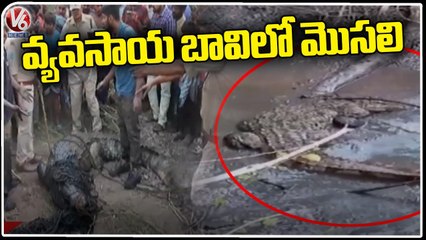 LK Thanda Villagers Found Crocodile In Farming Well | Kurnool | V6 News