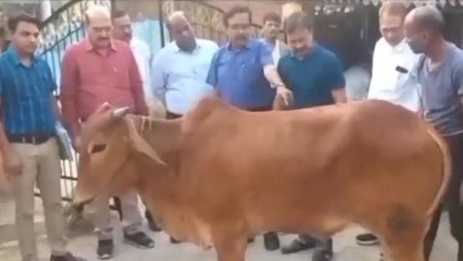 बालाघाट: लंपी स्किन रोग से प्रभावित पशुओं के नमूने किये एकत्रित