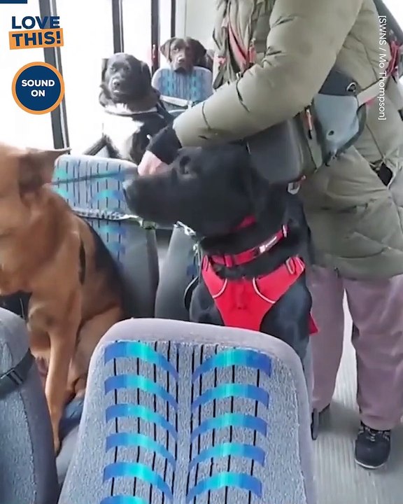 School bus for the cutest pups !!