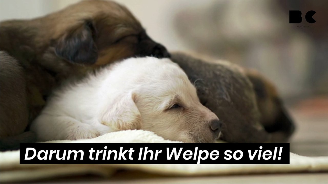 Darum trinkt Ihr Welpe so viel!