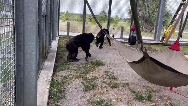 Chimps who spent their lives at roadside zoo share emotional hug after moving to new sanctuary