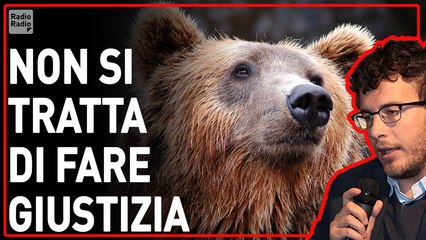 La crudeltà di chi vuole giustizia dall'orso del Trentino: una follia il paragone con l'uomo