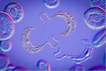 C’est quoi la maladie de Chagas, cette pathologie silencieuse de plus en plus répandue ?