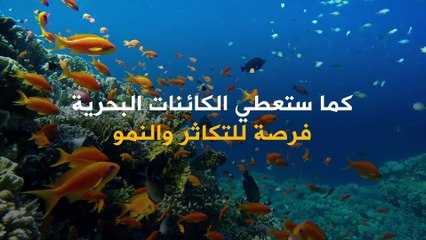 "السور الأزرق العظيم".. مشروع لحماية المحميات الطبيعية والحد من عمليات الصيد الجائر!