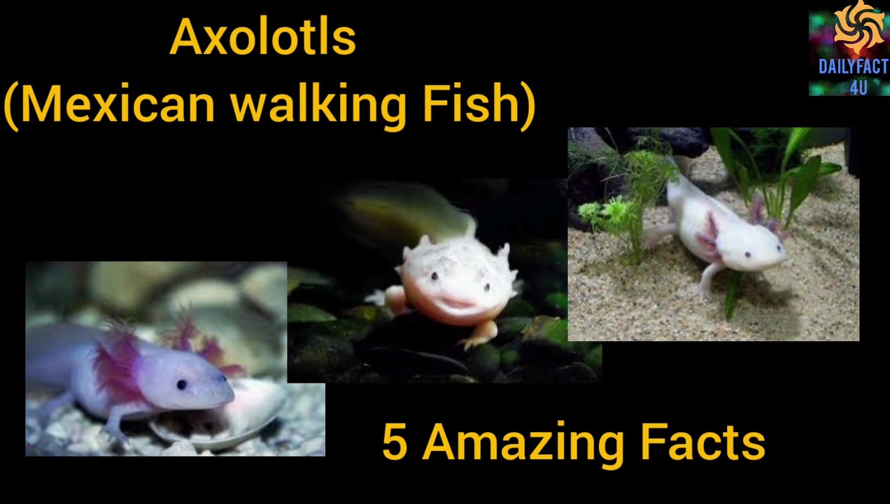 5 Amazing Facts about Axolotls ( A Mexican Walking Fish) - video ...