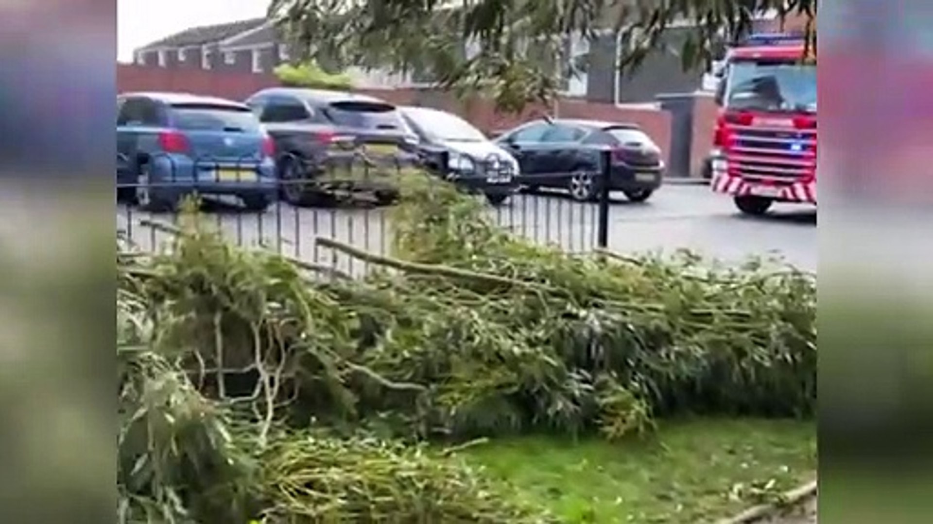 ⁣Residents had narrow escape when 50ft eucalyptus tree crushed three cars in quiet cul-de-sac