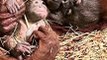 Heartwarming Moment Orangutan Introduces Newborn To His Older Brother!