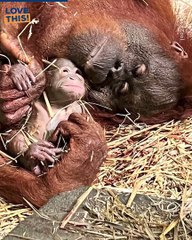 Heartwarming Moment Orangutan Introduces Newborn To His Older Brother!