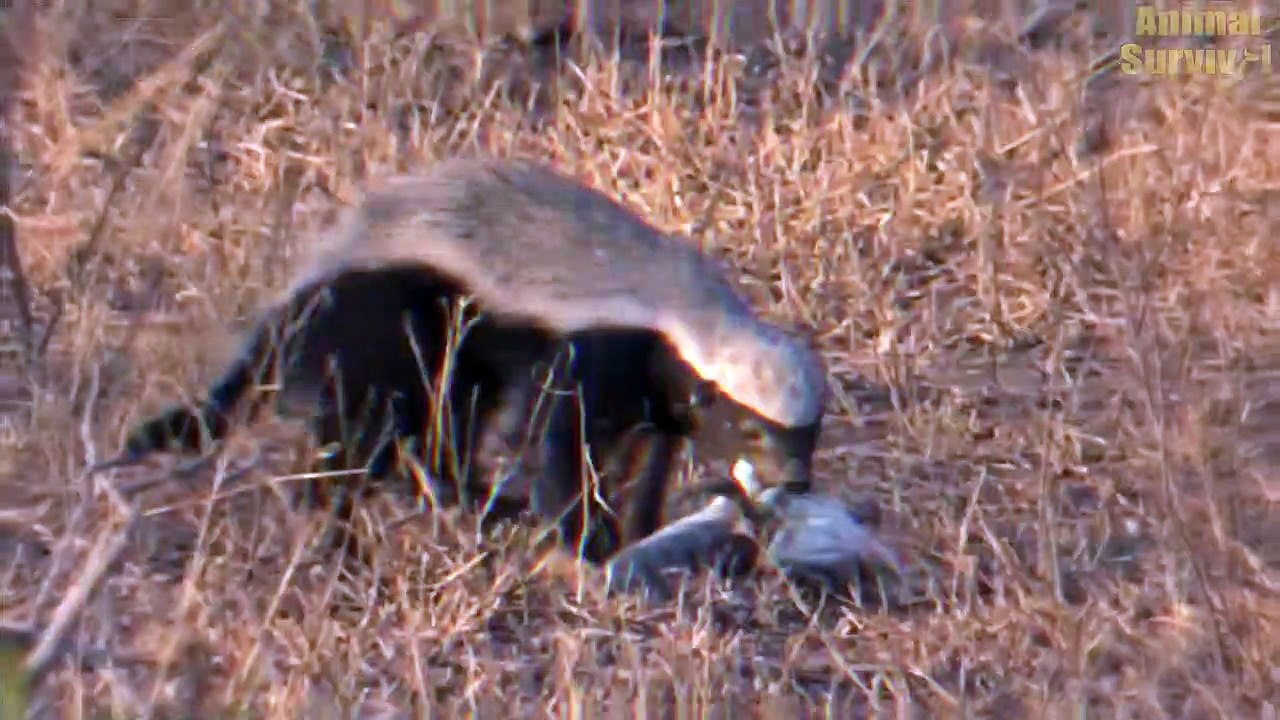 Top 5 Climactic Battle Of Honey Badger In The Wild   Animal Fights