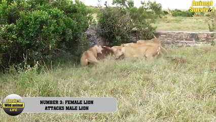 6 Fierce Animal Fights at Masai MARA STORY, KENYA   Animal Fights