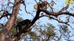 10 Fierce Battle When Big Cats And Animals Fight In The Trees And What Happens Next  Animal Attacks