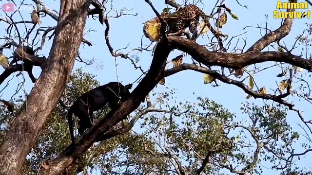 10 Fierce Battle When Big Cats And Animals Fight In The Trees And What Happens Next Animal Attacks