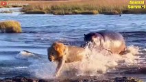 9 Fierce Battles Of Lions Fighting Hippos In The Wild - Hippos Clash With Other Animal