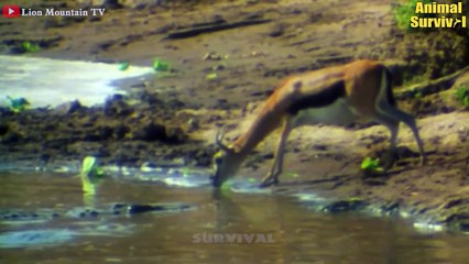 11 Scary Moments When Crocodiles Attack And Swallow Everything Move Across The River   Animal Fights